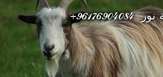 صورة بعض الحيوانات التي تستخدم في السحر(الماعز)-أقوى شيخة روحانية نور 0096176904084