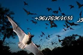 صورة بعض الحيوانات التي تستخدم في السحر(الخفافيش)-أقوى شيخة روحانية نور 0096176904084