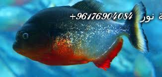 صورة بعض الحيوانات التي تستخدم في السحر(الأسماك)-أقوى شيخة روحانية نور 0096176904084